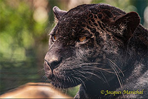 Zoo de Beauval