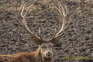 Parc animalier de Han sur Lesse