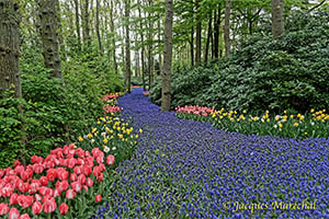 Festival des fleurs du Keukenhof en 2022