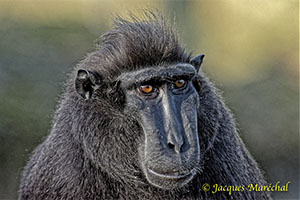 Les animaux de Pairi Daiza