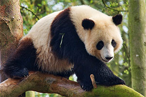 Les animaux de Pairi Daiza